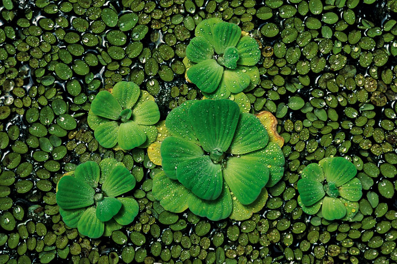 Herbe flottante une photographie de Patrick Michel