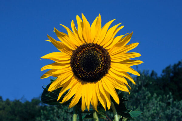 Tournesol une photographie de Patrick Michel