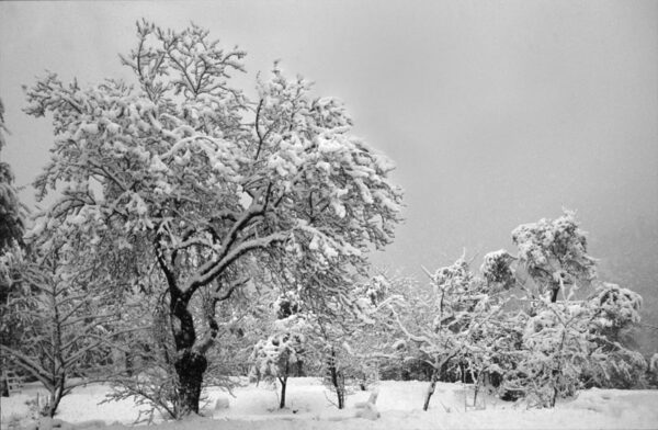 L'amandier une photographie de Patrick Michel