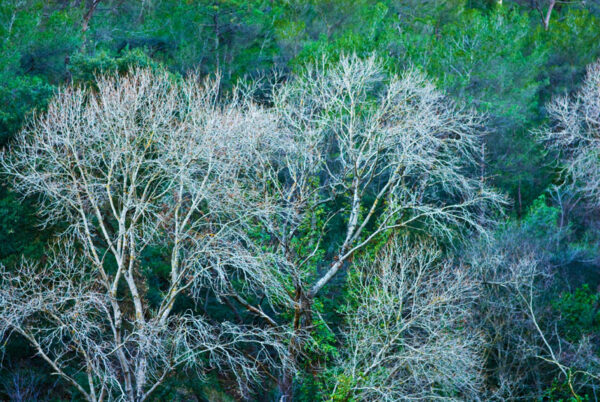 Couleur d'hiver une photographie de Patrick Michel