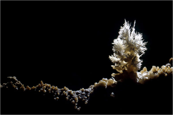 Sapin de Calcite une photographie de Patrick Michel