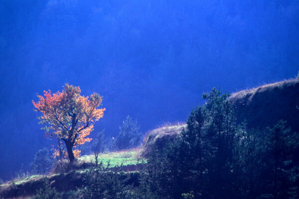 Laurelin une photographie de Patrick Michel