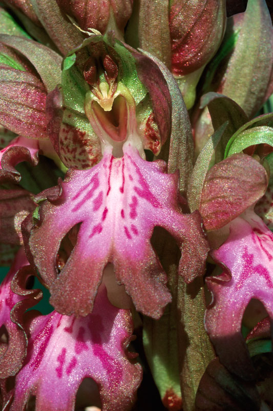 Eclat de Fleur une photographie de Patrick Michel