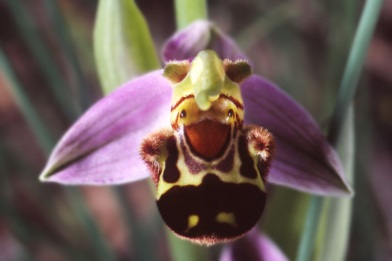 Ophrys une photographie de Patrick Michel